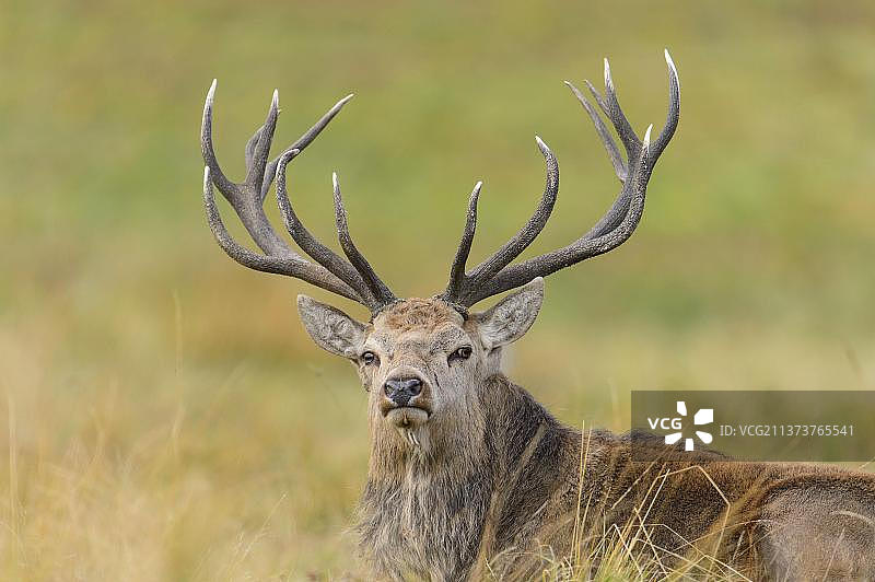 马鹿(Cervus elaphus)成熟的雄鹿，在发情季节休息在草地上，英格兰，英国，欧洲，莱斯特郡，布拉盖特公园图片素材