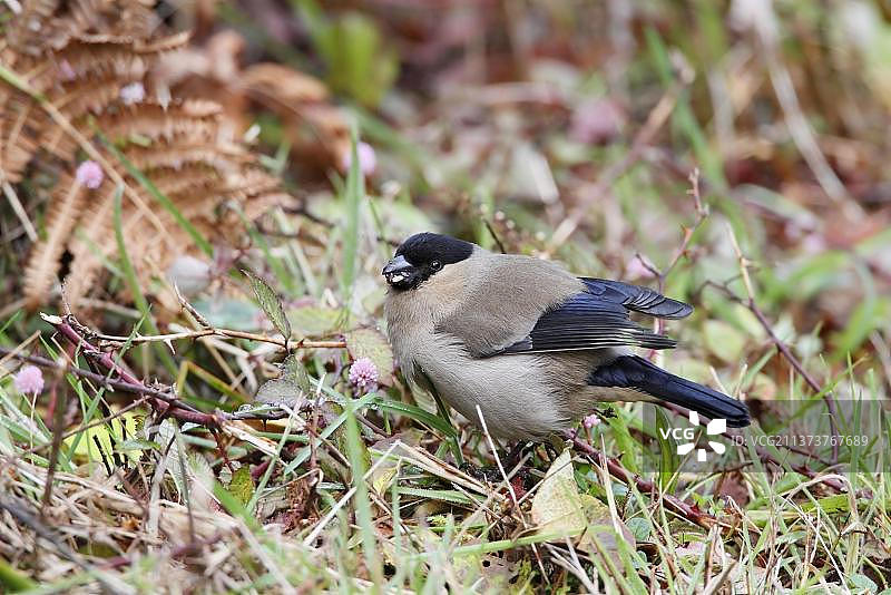 亚述尔群岛红腹灰雀成虫，在草木中觅食，圣米格尔岛，亚述尔群岛图片素材