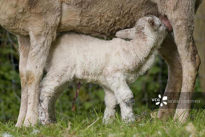 英国南威尔士卡马森郡，英国，欧洲，刚出生的家羊，还带着脐带，吮吸着母亲的乳汁图片素材