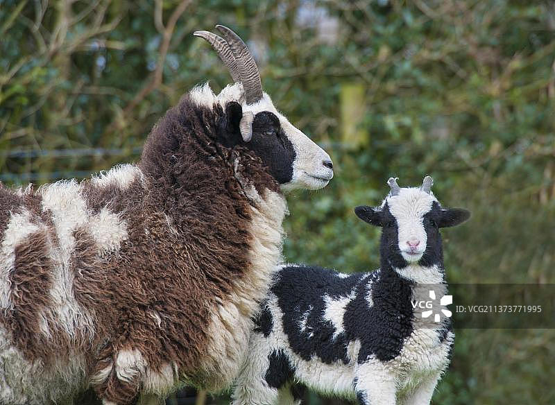 家养羊，雅各布羊，母羊和羊羔，兰开夏郡，英格兰，英国，欧洲图片素材