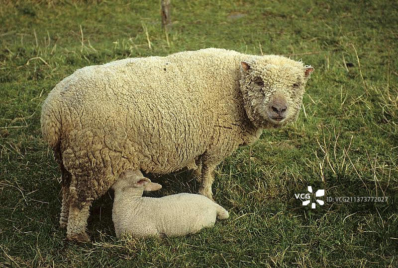 南方绵羊，母羊，乳制羔羊，苏塞克斯，英格兰，英国，欧洲图片素材