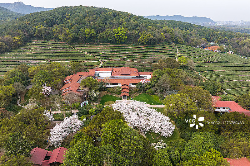 春天樱花盛开的中国茶叶博物馆双峰馆区全景航拍图片素材