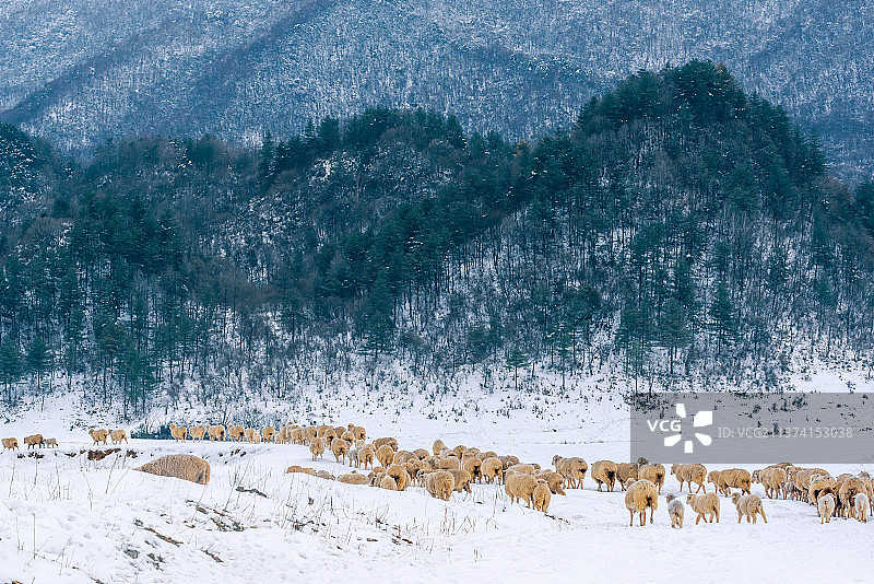 雪地草原上的一群羊-重庆巫溪县红池坝景区图片素材