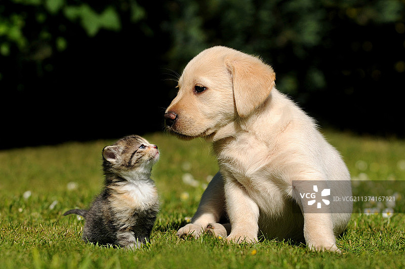 可爱的动物，小狗坐在草地上的特写，土耳其图片素材