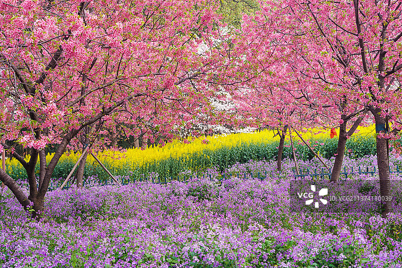 湖北省武汉市东湖风景区樱花园初春风光图片素材