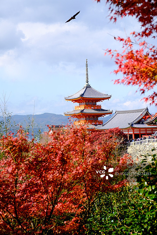 日本京都著名旅游景点寺庙秋天红叶季图片素材
