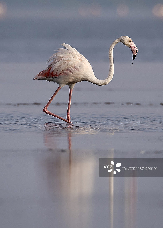 一只火烈鸟和倒影，火烈鸟栖息在印度安得拉邦内洛尔的湖中图片素材