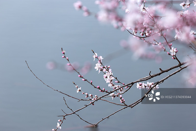 颐和园西堤山桃花图片素材