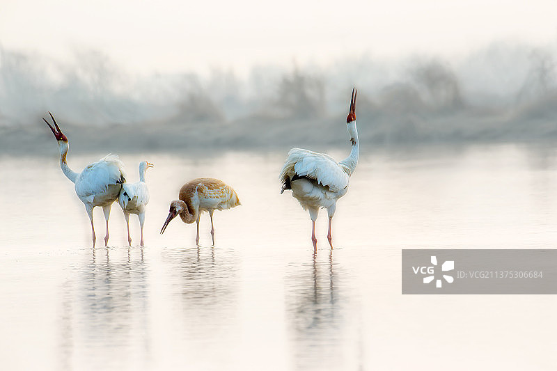 白鹤鸟类飞翔江西鄱阳湖美丽风景图片素材