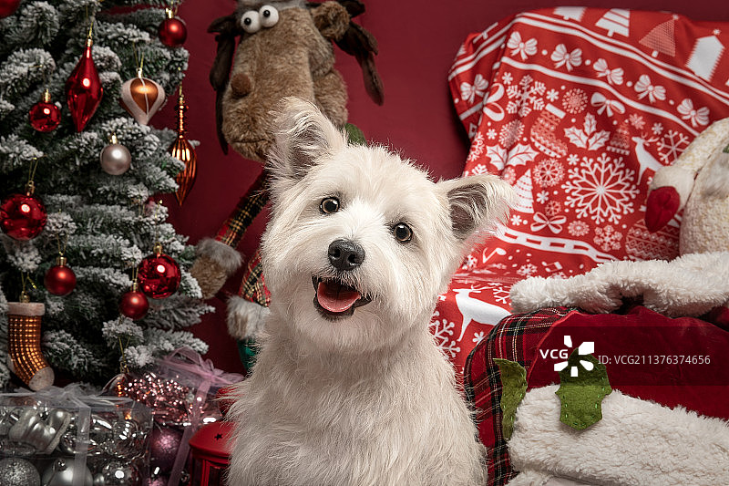 西高地白梗犬圣诞场景照图片素材