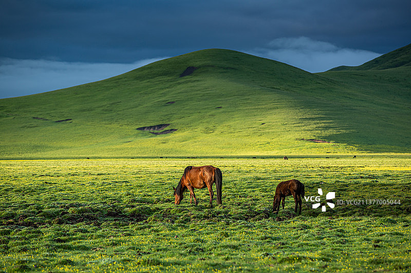 阿坝州唐克镇若尔盖草原牧场、马儿、动物、一群马、草原马、唯美、高山下的马、高原马、一匹马、吃草马放养图片素材