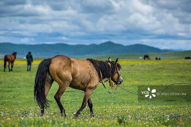 阿坝州唐克镇若尔盖草原牧场、马儿、动物、草原马、高原马、一匹马、膘肥体壮、赛马、撒欢马、棕色马图片素材