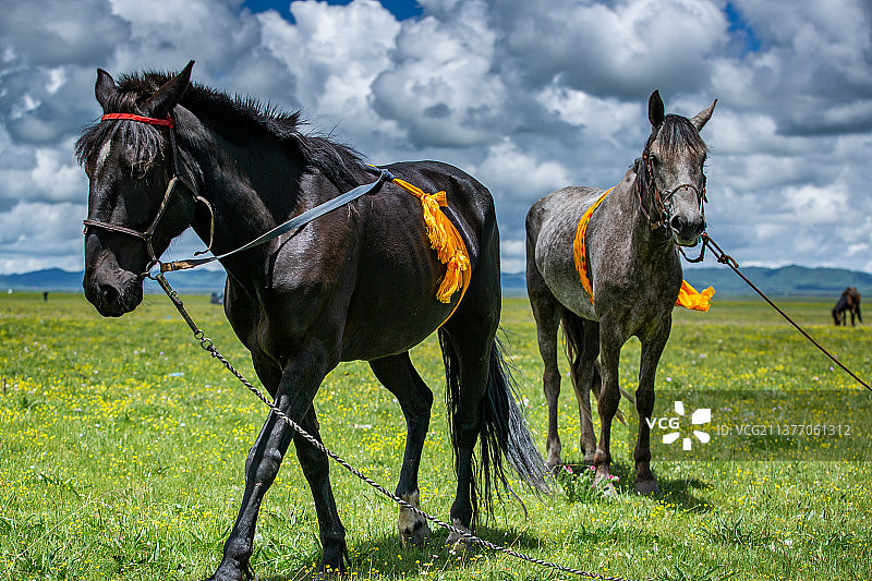 阿坝州唐克镇若尔盖草原牧场、马儿、动物、草原马、高原马、一匹马、膘肥体壮、一群马、赛马、黑色的马图片素材