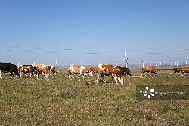 蓝天下中国北方草原上的牛群图片素材
