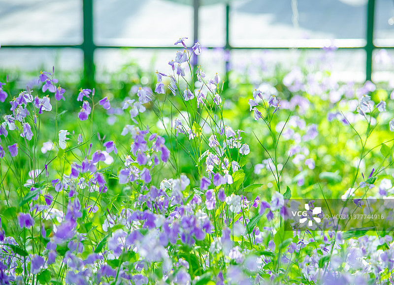 中国野生植物拍摄主题，绿化带园林里一片紫色的诸葛菜栽培植物和盛开的花朵特写，户外无人图像摄影图片素材