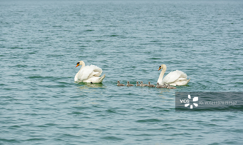 河南省郑州北龙湖湿地公园野生疣鼻天鹅图片素材