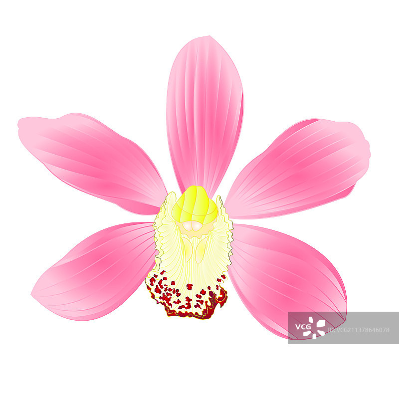 热带兰花兰花粉红色的花现实图片素材