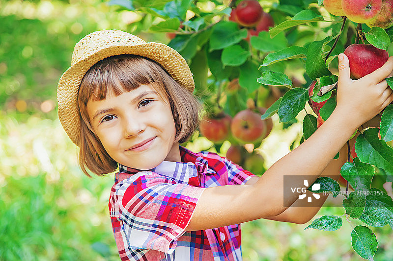 孩子在花园里摘苹果在花园里选择性的集中图片素材