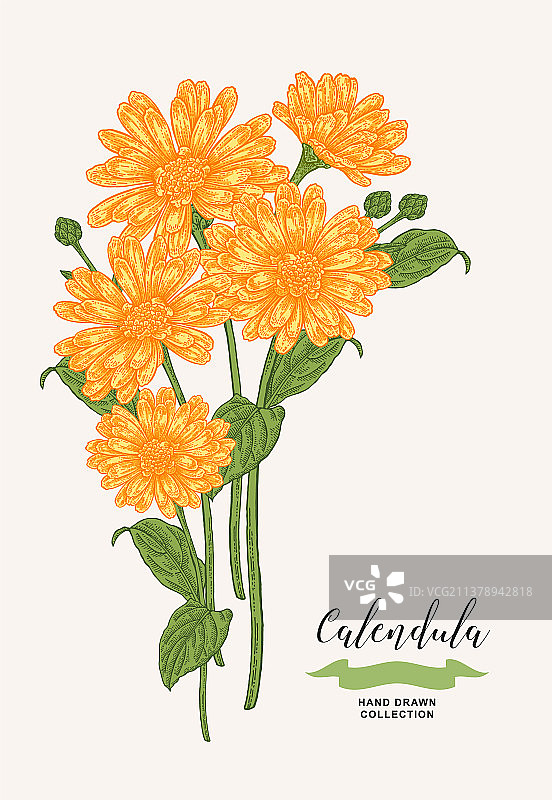 金盏菊的花和叶均为药用植物图片素材