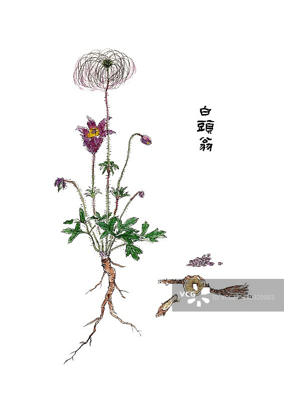 本草纲目中草药植物手绘插画白头翁图片素材