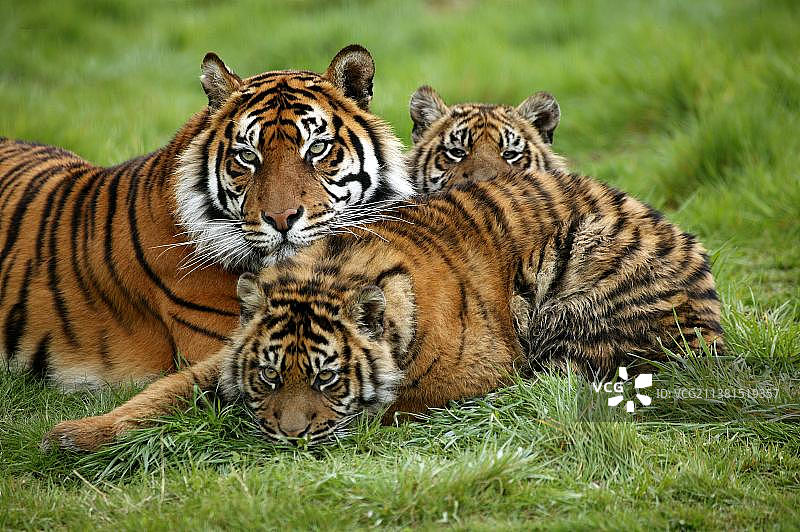 苏门答腊虎(panthera tigris sumatrae)，母亲与幼仔图片素材