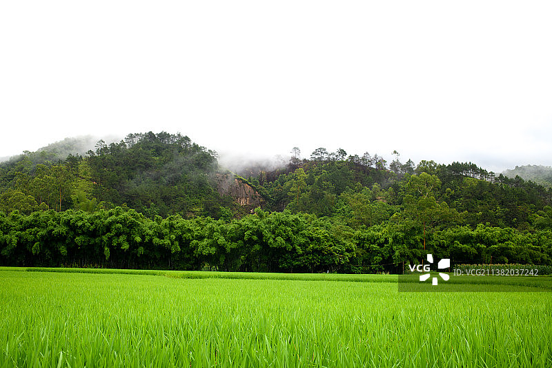 广西玉林市雨过天晴的水稻田图片素材
