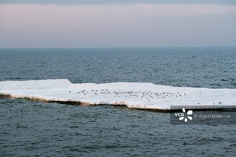 冰和海豹一起漂浮在海面上图片素材