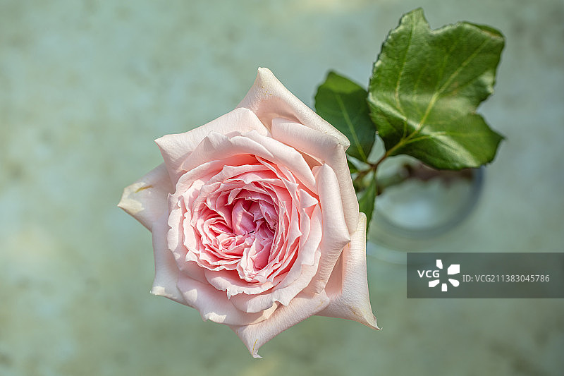 粉色玫瑰花朵特写图片素材