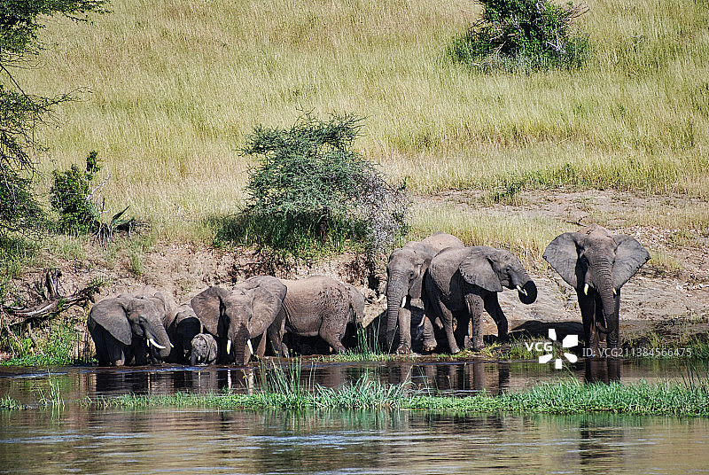 其族经文,两头大象,坦桑尼亚图片素材