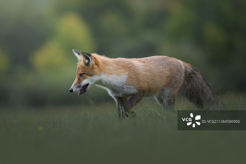 进入绿色，侧视图红色的狐狸站在草地上，阿布鲁佐，意大利图片素材