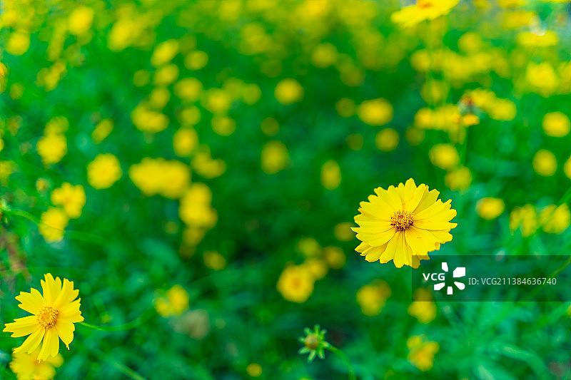 中国野生植物拍摄主题，绿化带园林里黄色的金鸡菊栽培植物和盛开的花朵特写，户外无人图像摄影图片素材