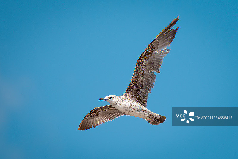 低角度的海鸥飞行对晴朗的蓝天，利夫诺，波斯尼亚和黑塞哥维那图片素材