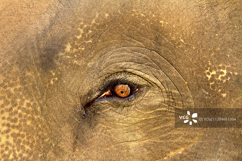 一只大象的眼睛，印度亚洲非洲象的特写，班德哈瓦加国家公园，印度图片素材