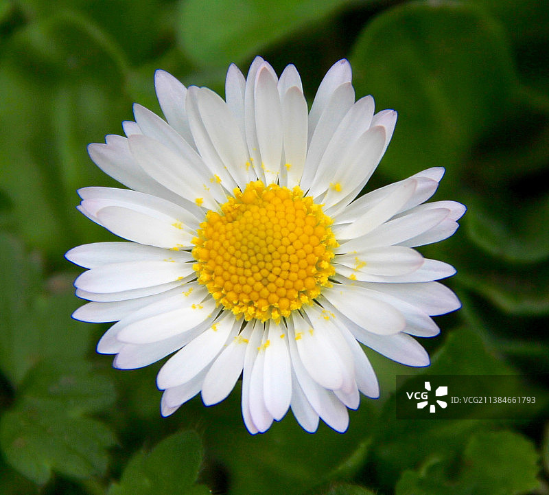 白色雏菊的特写图片素材