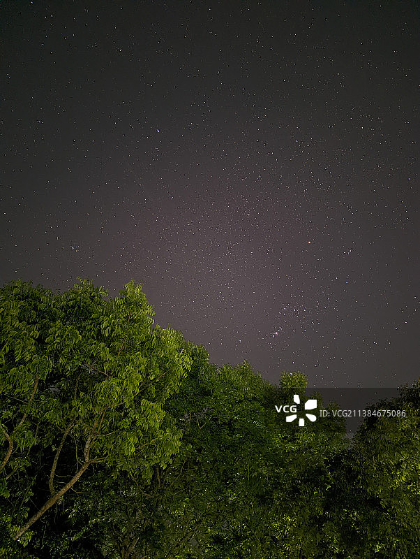 树木对着夜空的低角度视角图片素材