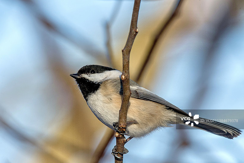 山雀栖息在树枝上的特写，蒙特罗斯点鸟类保护区，美国，美国图片素材