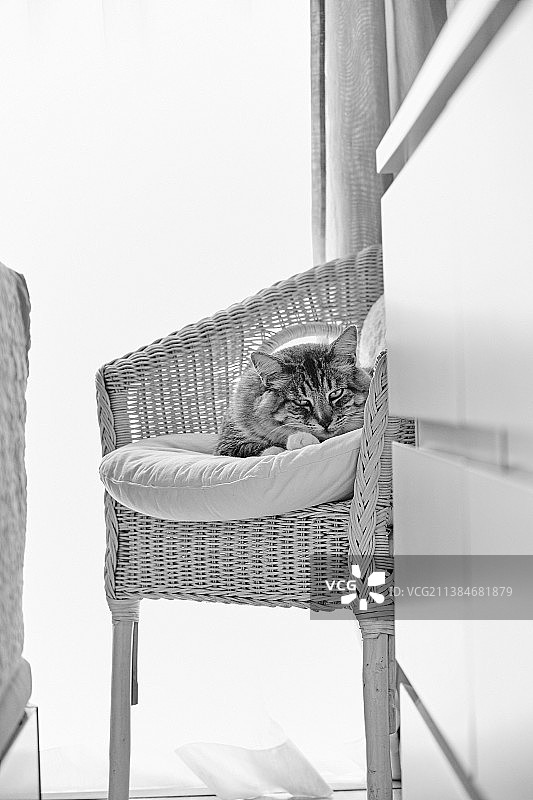 猫在家里的椅子上放松的低角度视角图片素材