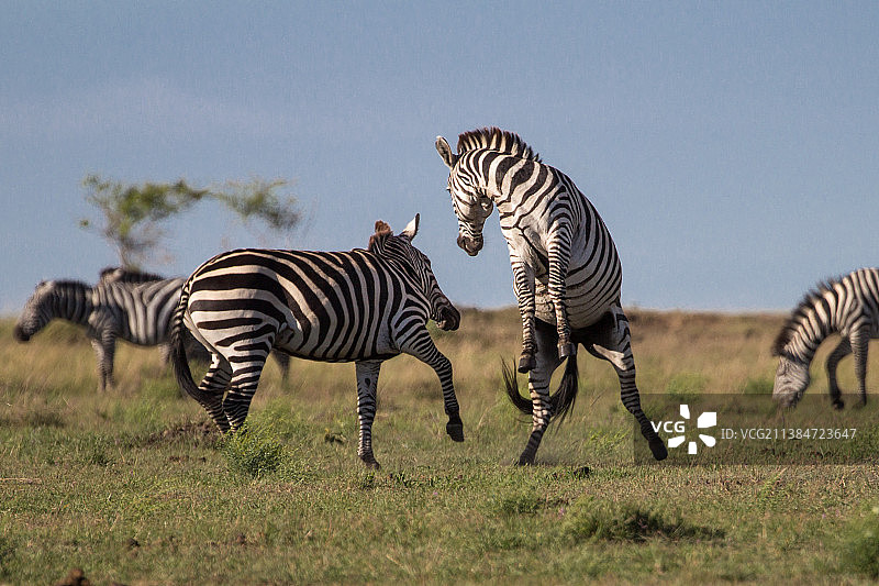 一群野生动物在风景优美的地方冒险的斑马在蓝天下玩耍，塞克纳尼，肯尼亚图片素材