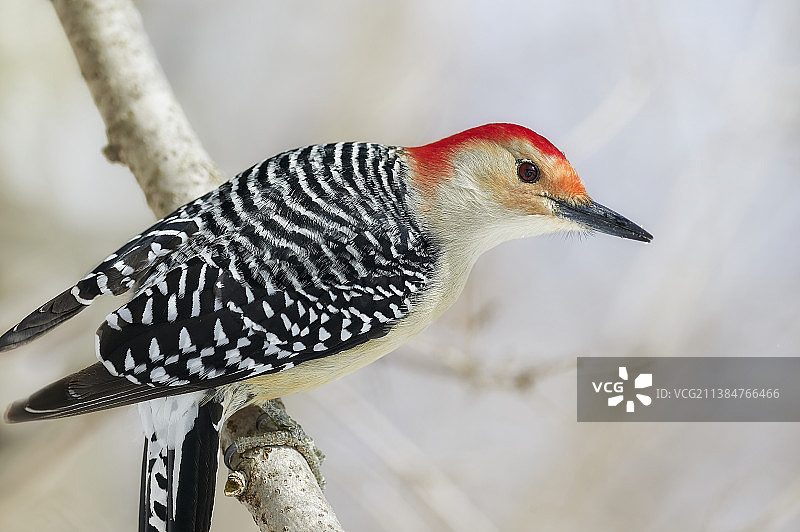 加拿大，啄木鸟栖息在树枝上的特写图片素材