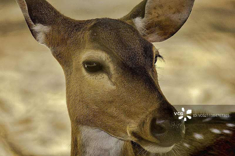 鹿，鹿的特写图片素材
