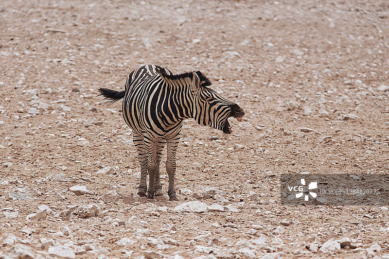 在野生纳米比亚，斑马的笑声，平原山区斑马，纳米比亚图片素材