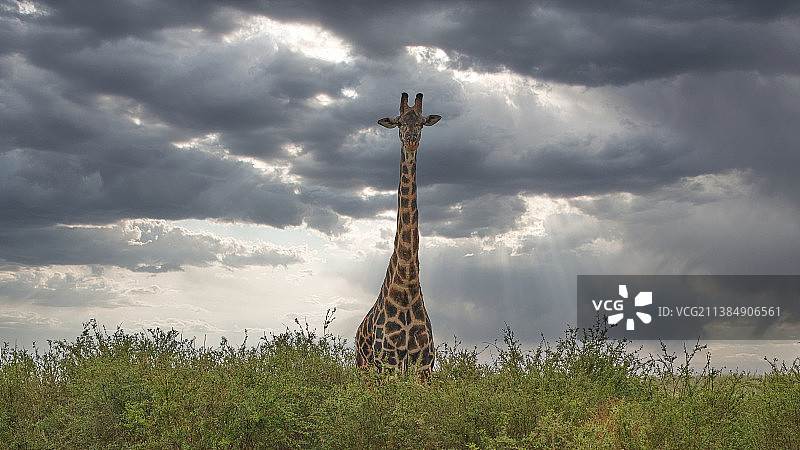野生动物的全帧拍摄，高大的长颈鹿站在多云的天空与阳光，坦桑尼亚图片素材