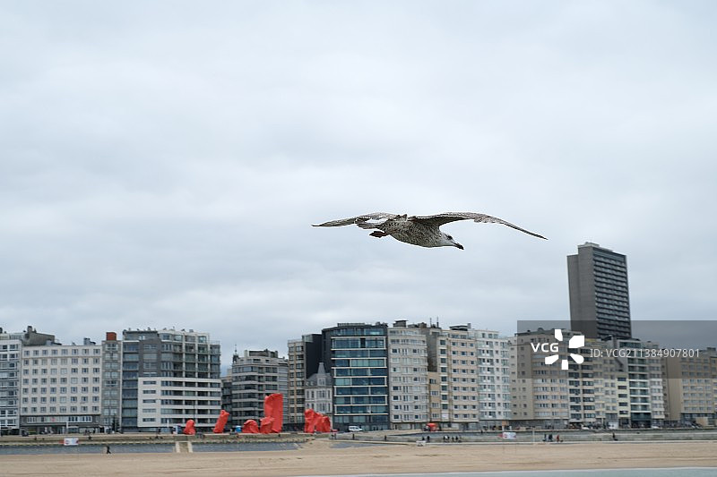 乔纳森海鸥，在日本海滩上放飞的风筝，比利时奥斯坦德图片素材