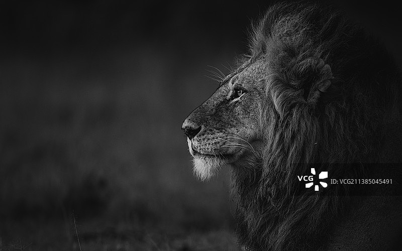 肯尼亚，马拉·辛巴，狮子看向别处的特写图片素材