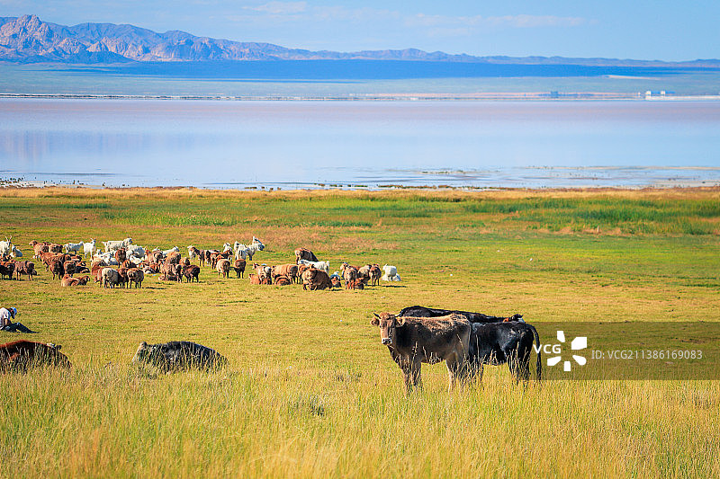 新疆昌吉州巴里坤草原牧场牛羊风光图片素材