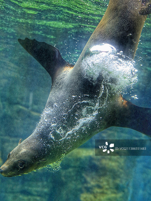 海豹在海里游泳的特写图片素材