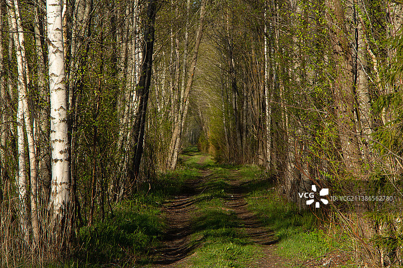 爱沙尼亚，森林中的树木图片素材