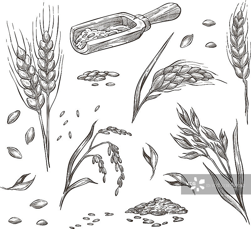 小麦的小穗谷物和农作物农业图片素材