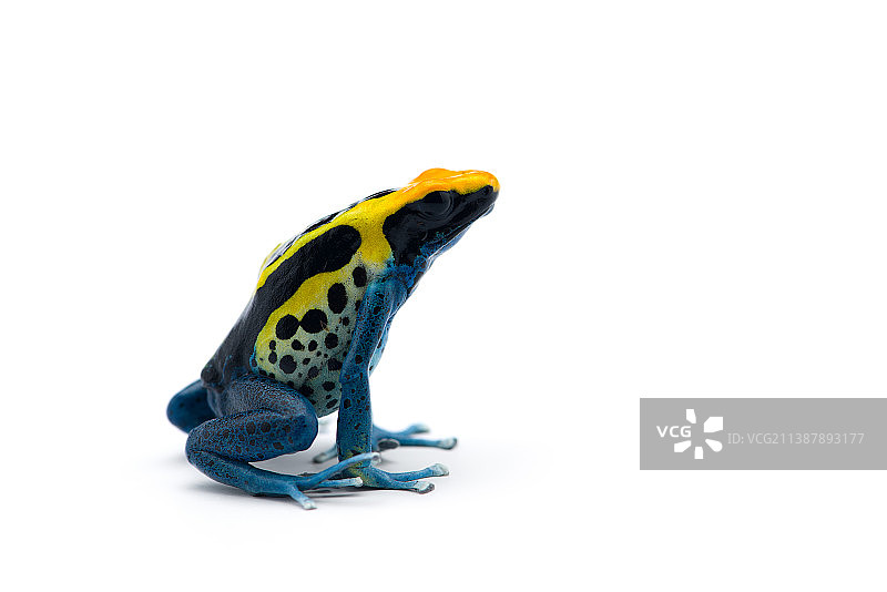 巴西，白底毒箭蛙的特写图片素材