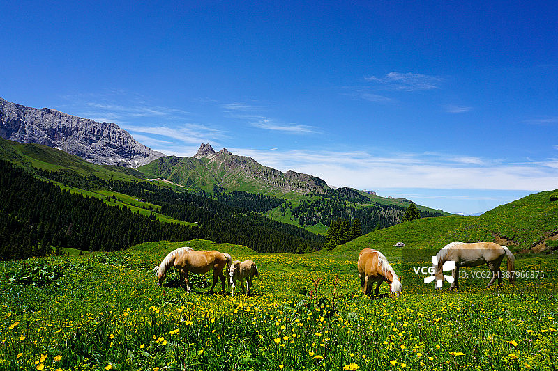 高角度的看法，马在田野上放牧对天空，阿尔卑斯，意大利图片素材